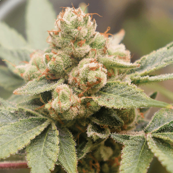 Medical Grape CBD  10 u. fem. Medical Seeds