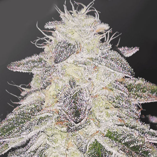 Medical Runntz 10 ud Medical Seeds