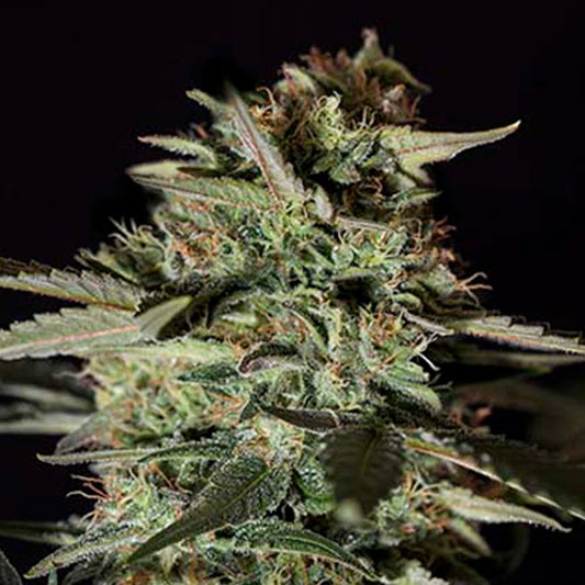 Medicinal CBD 25 units. fem. Genehtik