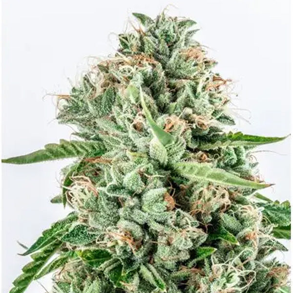 Melon Gum 3+1 pcs. fem. Vision Seeds