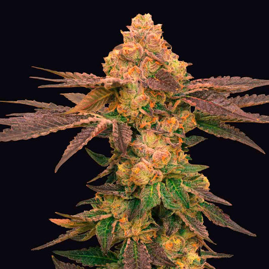 Melted Rainbow 5 u. fem Edizione One Shot Grateful Seeds