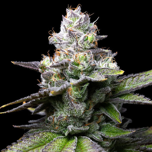 Melted Scoopz 3 u. fem Cookies Seed Bank