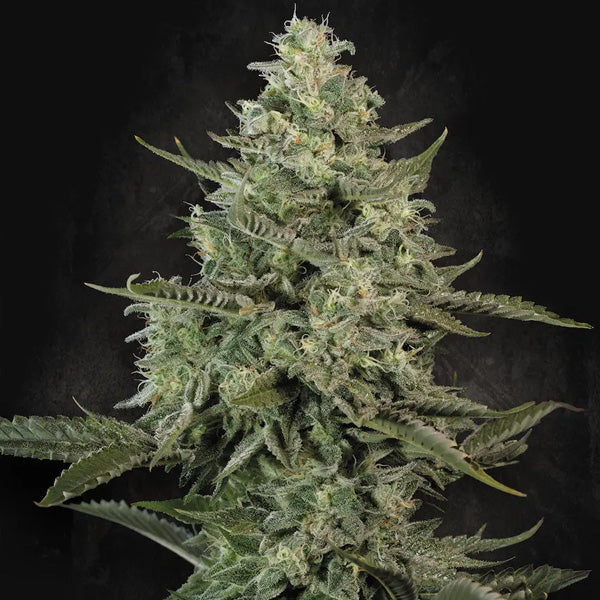 Mendo Creme  5 u. fem. Paradise Seeds