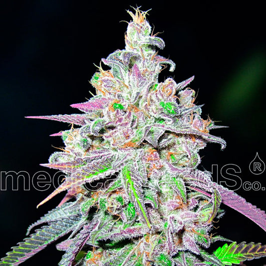 Mendocino Chanel Kush 10 u. fem. Medical seeds
