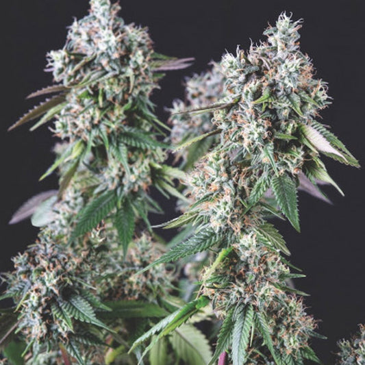 Mendocino Purple Kush 3 u. fem. Pyramid Seeds