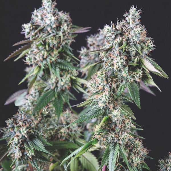 Mendocino Purple Kush 5 u. fem. Pyramid Seeds