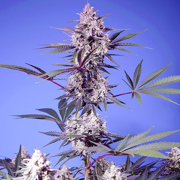 Mental Rainbow F1 Fast Version   3+1 u. fem. Sweet Seeds