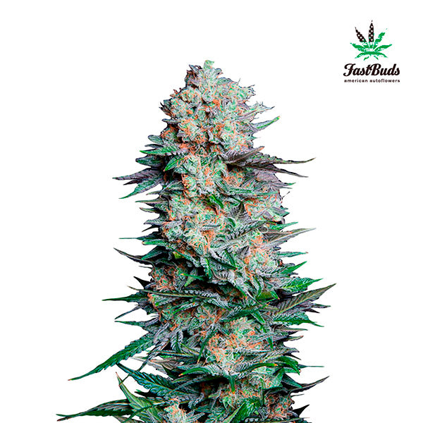 Mexican Airlines Auto 5 u. fem. FastBuds Seeds