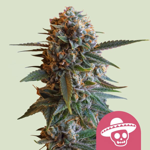 Mexican Rush 10 ud. fem. Royal Queen