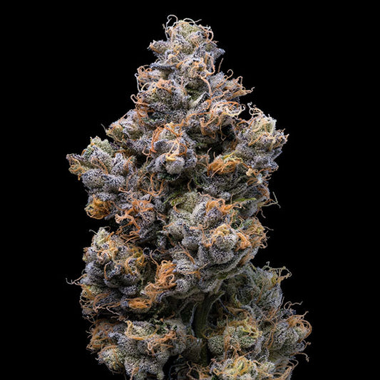 Miami Yayo 6 u. fem Cookies Seed Bank