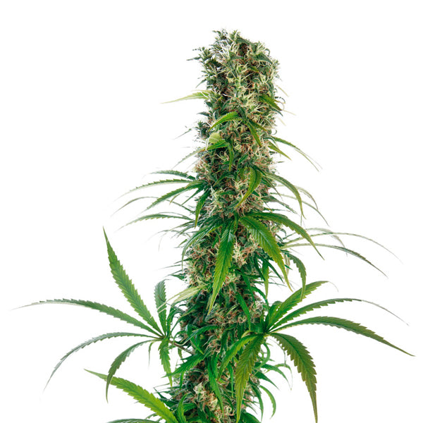 Michka 10 pcs. fem. Sensi Seeds