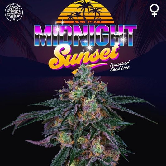 Midnight Sunset 3+1 u. fem Perfect Tree