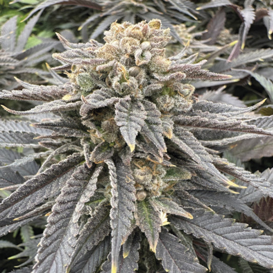 Midnight Zlap 5 u. fem Gratefull Seeds