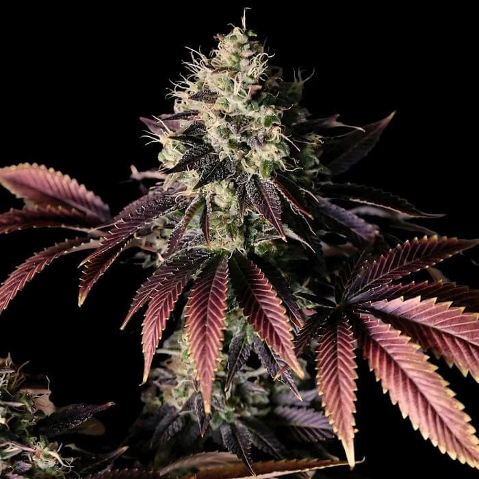 Millionaire Mindset 10 u. fem Empire Seeds