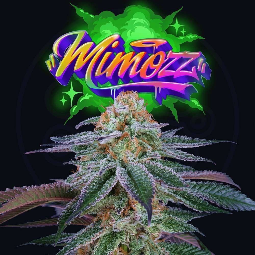 Mimooz 3+1 fem Perfect Tree