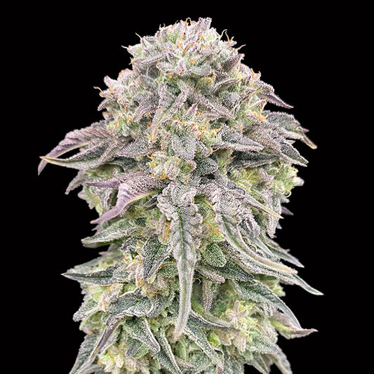 Mimosa   3 u. fem. 00 Seeds