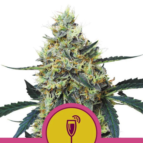 Mimosa 5 pz. fem. Royal Queen