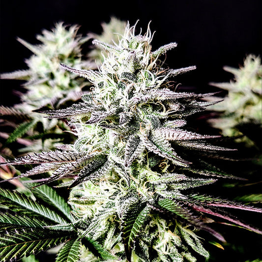 Mimosa 1 u. fem Pure Instinto
