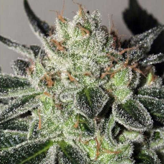 Mimosa Cookies 6 pz. fem Mamiko Seeds