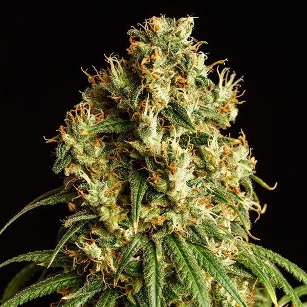 Mimosa Dream   3 u. fem. Kannabia Seeds
