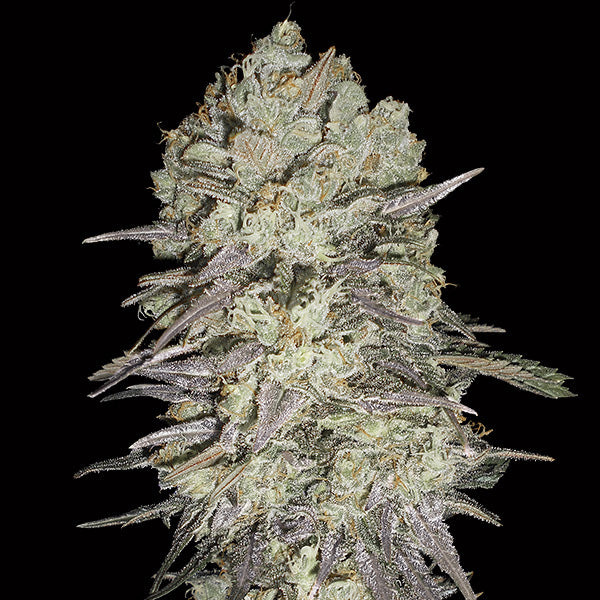 Mimosa Fast   5 fem. seeds 00 Seeds