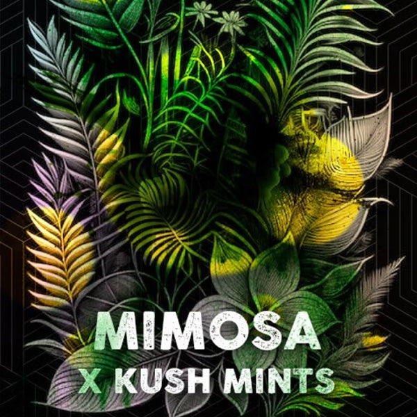 Mimosa Mints 5 u. fem. Tramuntana Seeds