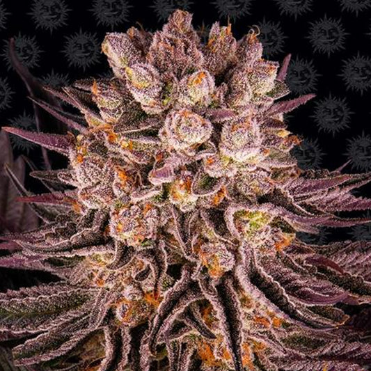 Mimosa x Orange Punch  1 u. fem. Barney's