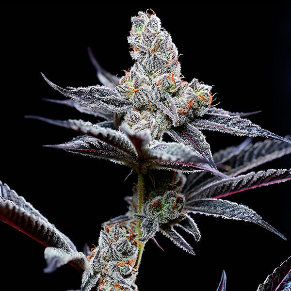 Mind Fuck 6 u. fem Cookies Seed Bank
