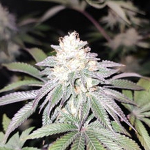 Mind Fulez 3 u. fem Edizione Limitata Gratefull Seeds