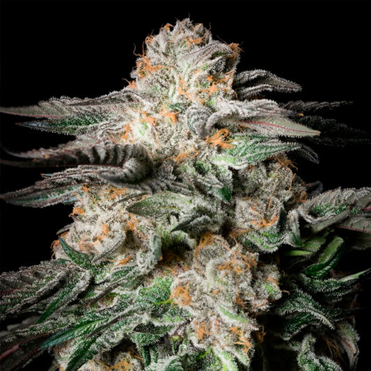 Mint Candy 10 ud Silent Seeds
