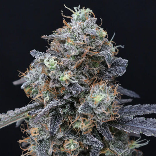 Minty Grape Kush 3 u. fem - USA Line- Pure Instinto