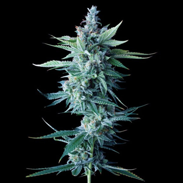 Miss DNA 3 pc. fem. DNA Genetics