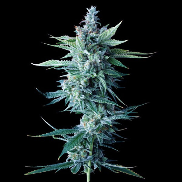 Miss DNA 10 fem. seeds. DNA Genetics
