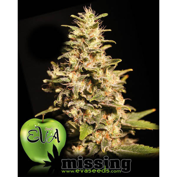 Missing in Barcelona 3+1 fem. units Eva Seeds