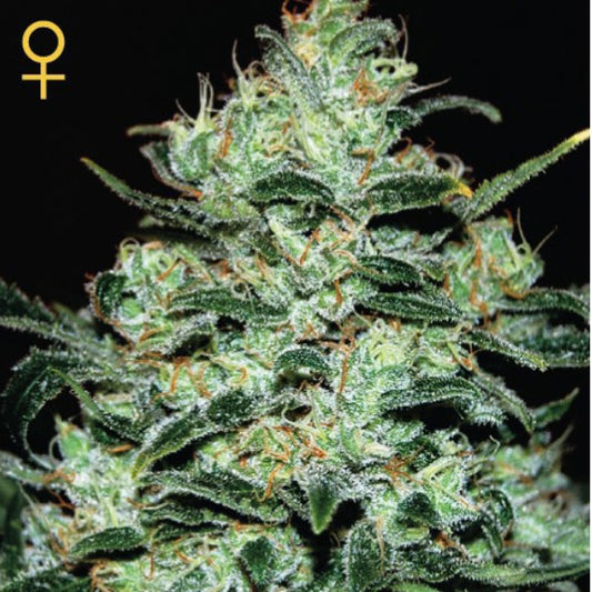Moby Dick 1 female unit Green House
