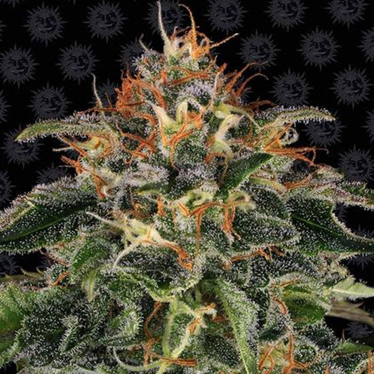 Moby Dick  3 u. fem. Barney's