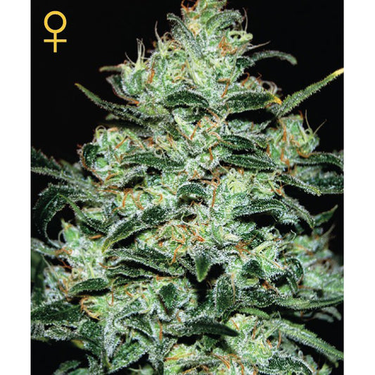 Moby Dick 10 fem. seeds Green House