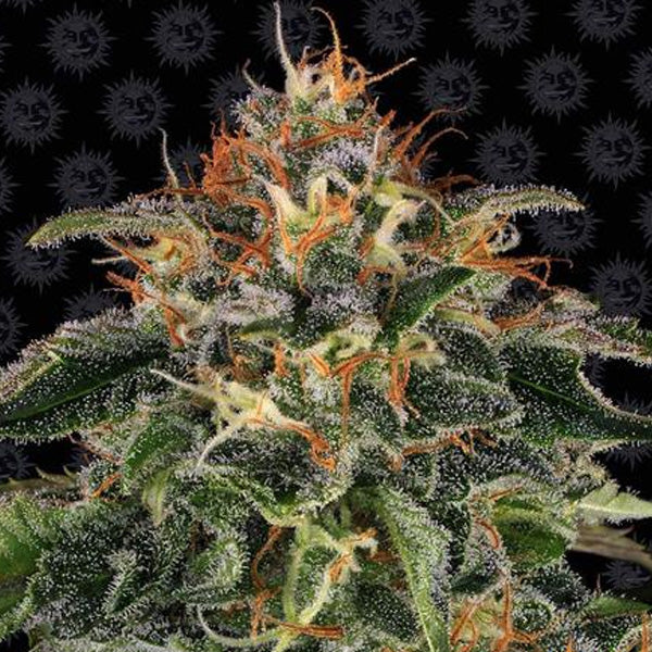 Moby Dick 25 u. fem Barney´s