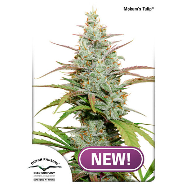 Mokum´s Tulip 3 u. fem. Dutch Passion