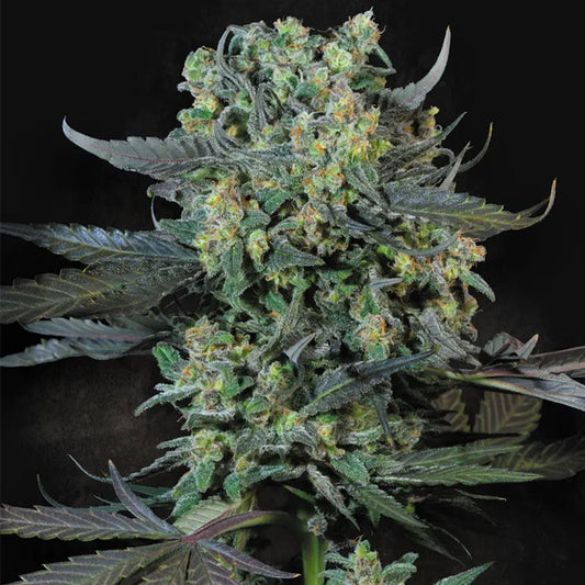 Momo  3 u. fem. Paradise Seeds