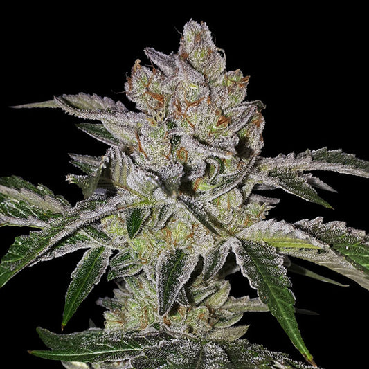 Mon Cherry 2 u. fem. 710 Limited Pack T.H. Seeds