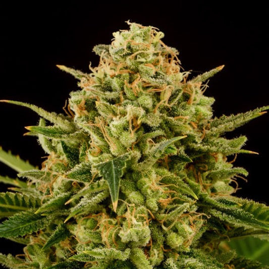 Monkey Grease  3 u. fem. Kannabia Seeds