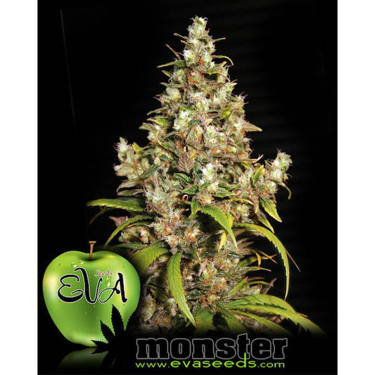 Monster 3+1 fem. Eva Seeds