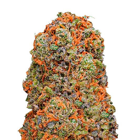 Monster Gelato 5 u. fem. Monster Genetics