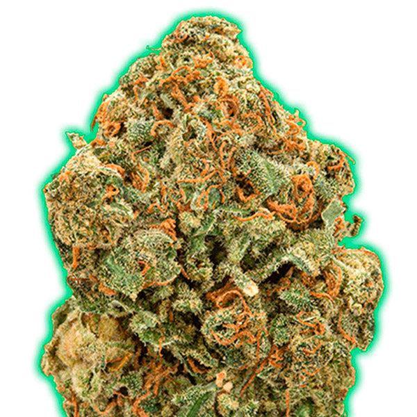 Monster Moby 5 u. fem. Monster Genetics