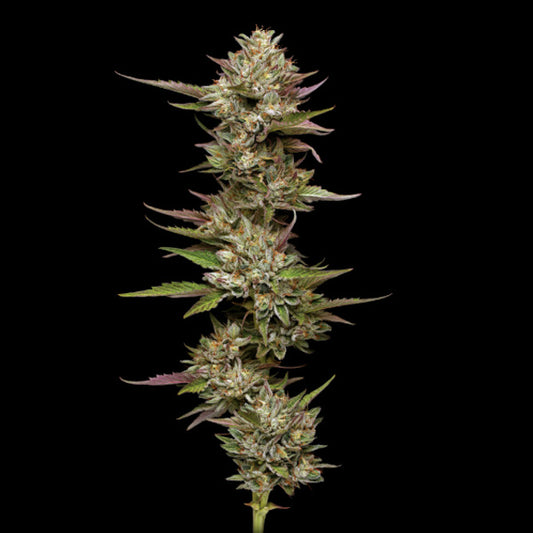 Moonfog Feminized 3 u. fem Humboldt Seeds Company