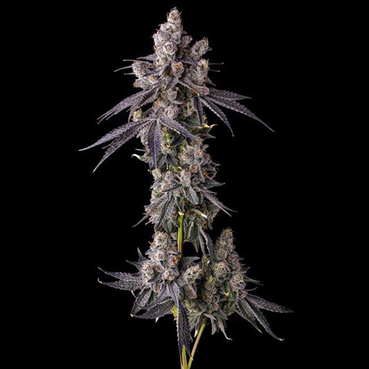 Mora Azul : Blueberry Cruffin x Pave  - 7 u. Fem Compound Genetics