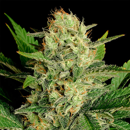 Motavation 6 semi femminizzati Serious Seeds
