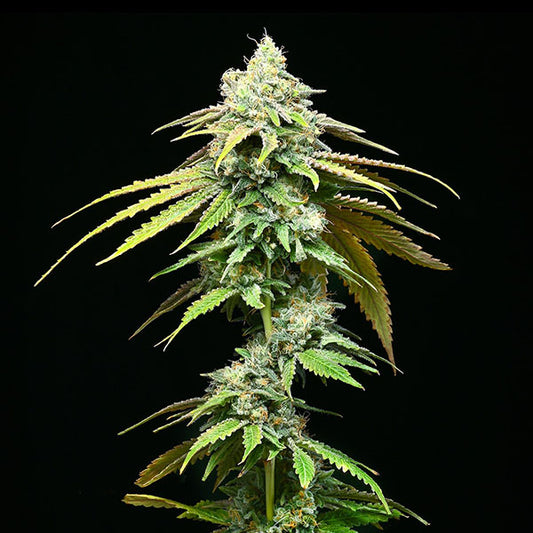 Motor City 6 u. fem Cookies Seed Bank