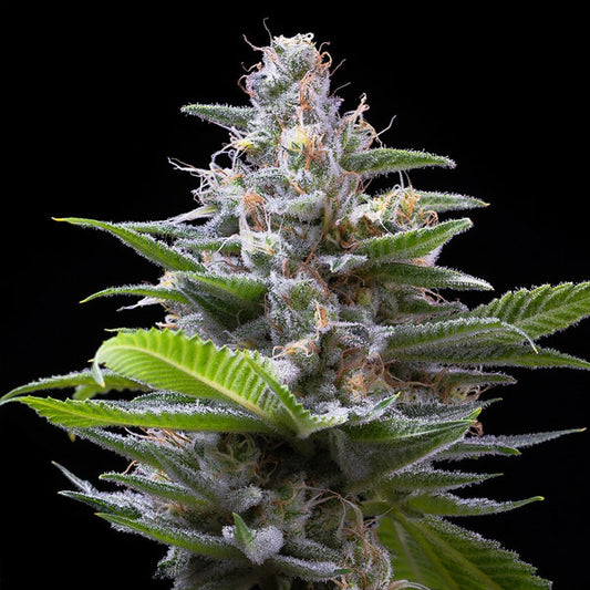 Murder Hornet 6 u. fem Cookies Seed Bank